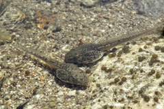 Pseudacris cadaverina