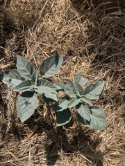 Datura wrightii