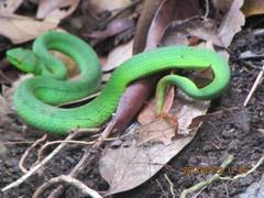 Trimeresurus