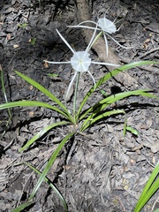 Hymenocallis pygmaea