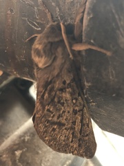 Oxycanus antipoda