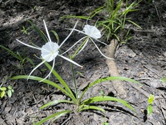 Hymenocallis pygmaea