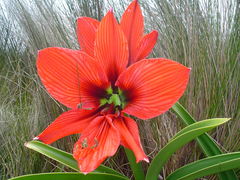 Hippeastrum aulicum