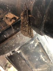 Oxycanus antipoda