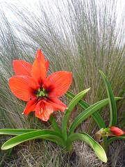 Hippeastrum aulicum