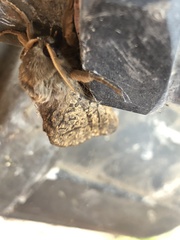 Oxycanus antipoda