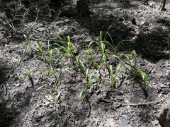 Hymenocallis pygmaea