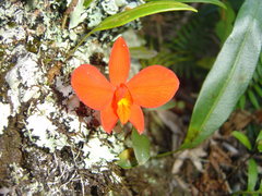 Cattleya coccinea