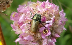 Labidostomis longimana
