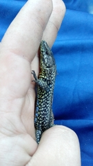 Podarcis muralis maculiventris