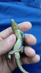 Podarcis muralis maculiventris