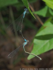 Enallagma divagans