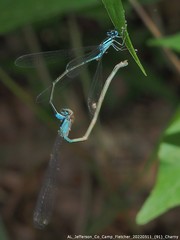 Enallagma divagans