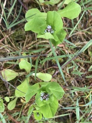 Plectritis congesta brachystemon