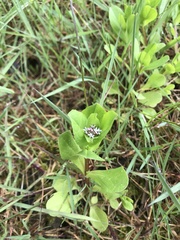 Plectritis congesta brachystemon