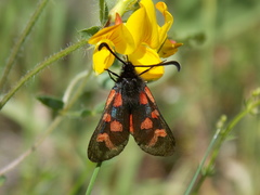 Zygaena oxytropis