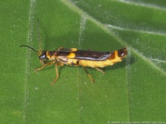 Trypherus frisoni