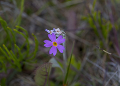 Primula laurentiana