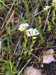 Noccaea fendleri