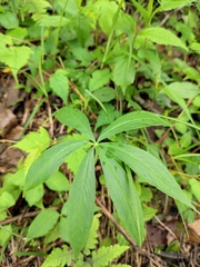 Arisaema erubescens
