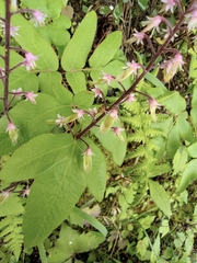 Tiarella polyphylla