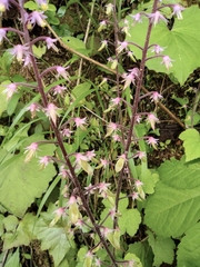 Tiarella polyphylla