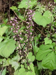 Tiarella polyphylla