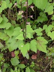 Tiarella polyphylla