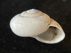 Helminthoglypta contracostae