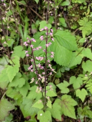 Tiarella polyphylla