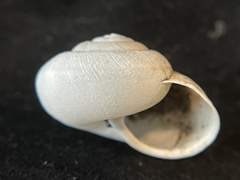 Helminthoglypta contracostae