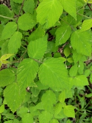 Rubus hirsutus