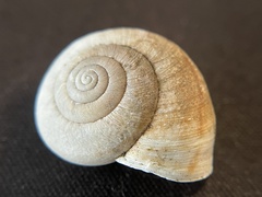 Helminthoglypta contracostae