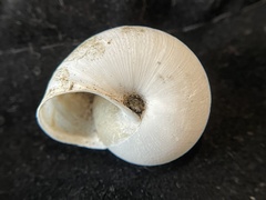 Helminthoglypta contracostae