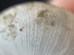 Helminthoglypta contracostae