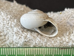 Helminthoglypta contracostae