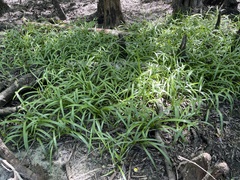 Hymenocallis pygmaea