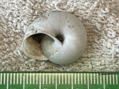 Helminthoglypta contracostae