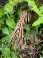 Pentarhizidium orientale
