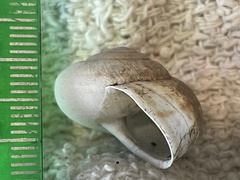 Helminthoglypta contracostae