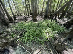 Hymenocallis pygmaea