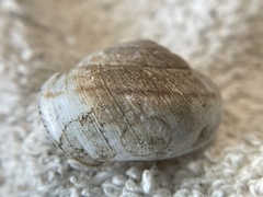 Helminthoglypta contracostae