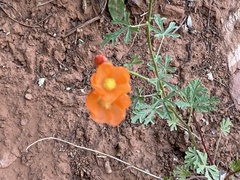 Sphaeralcea grossulariifolia