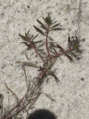 Ludwigia brevipes