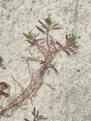 Ludwigia brevipes