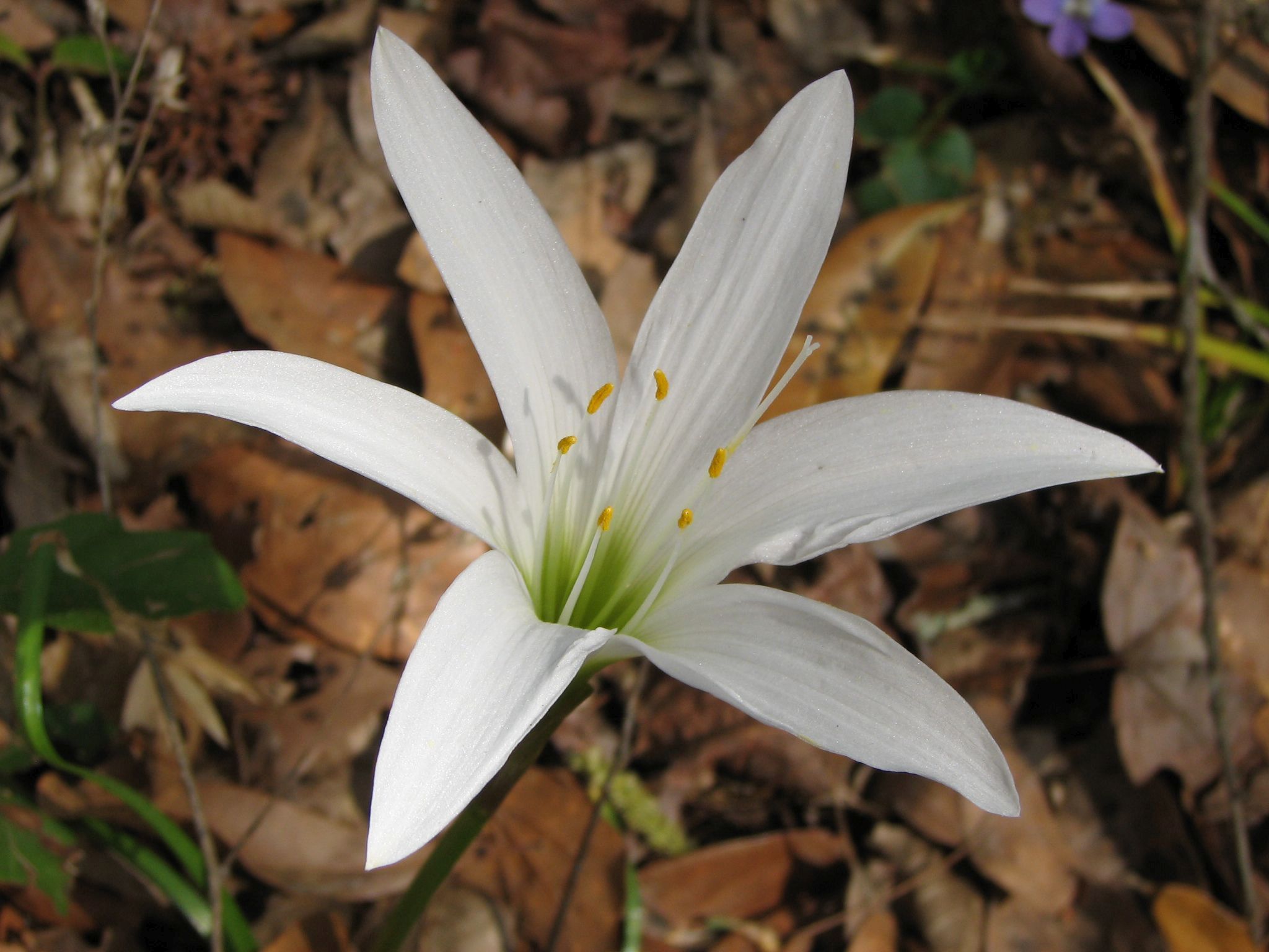 Zephyranthes atamasco