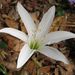 Atamasco Lily - Photo (c) canoe4nature, some rights reserved (CC BY-NC), uploaded by canoe4nature