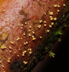 Lachnum pteridophyllum