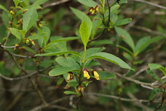 Lonicera involucrata involucrata