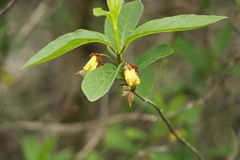Lonicera involucrata involucrata
